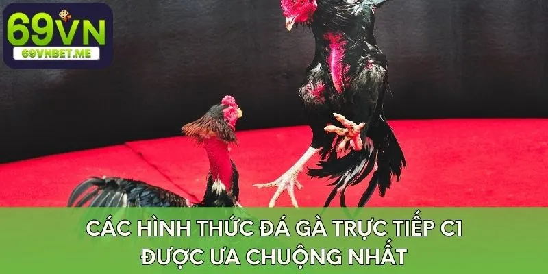 Các hình thức đá gà trực tiếp C1 được ưa chuộng nhất