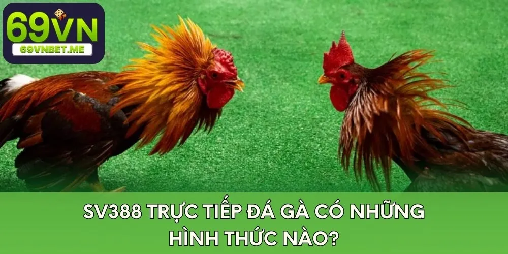 Các hình thức của Sv388 trực tiếp đá gà